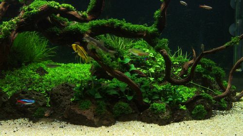 ADA La Plata Sand 8kg (piasek) na Arena.pl