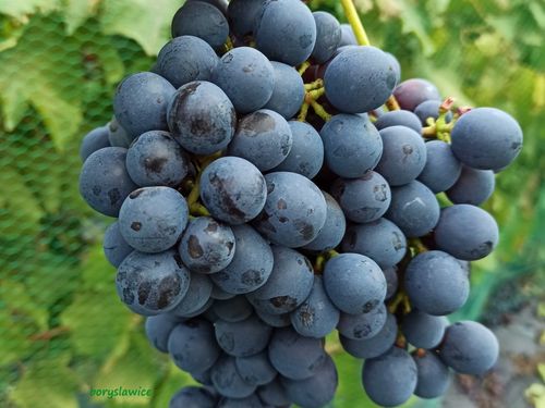 Winorośl 'Agat Doński' (Vitis) w doniczkach P9, wysokość 60-80 cm na Arena.pl