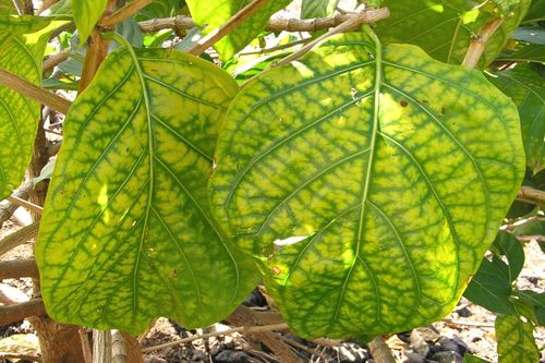 OPRYSK HELP PLANT ŻELAZO FE 20ML CHOROBY FIZJOLOGICZNE I ZAHAMOWANY WZROST na Arena.pl