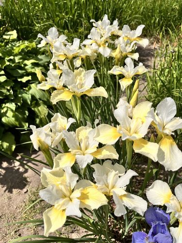 Irys syberyjski 'Butter and Sugar' Żółty (Iris sibirica) W DONICZCE 2.0L na Arena.pl