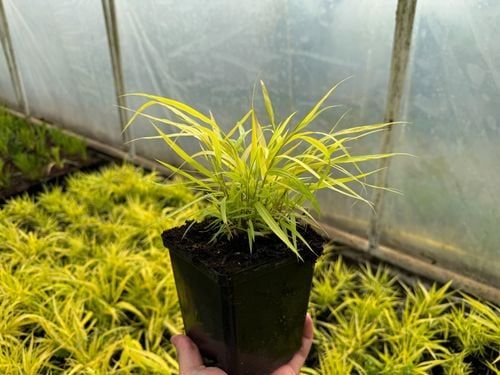 Hakonechloa smukła 'All Gold' (Hakonechloa macra) Doniczka 1.0L na Arena.pl