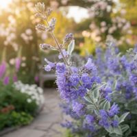 BARBULA KLANDOŃSKA Kew Blue niebieska magia - sadzonki 10 / 20 cm