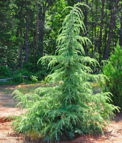 CEDR HIMALAJSKI - sadzonki 40 / 60 cm na Arena.pl