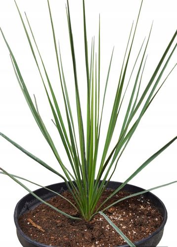 Yucca Thompsoniana Juka mrozoodporna 20-30cm na Arena.pl
