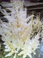 Tawułka Arendsa Deutschland do cienistego zakątka