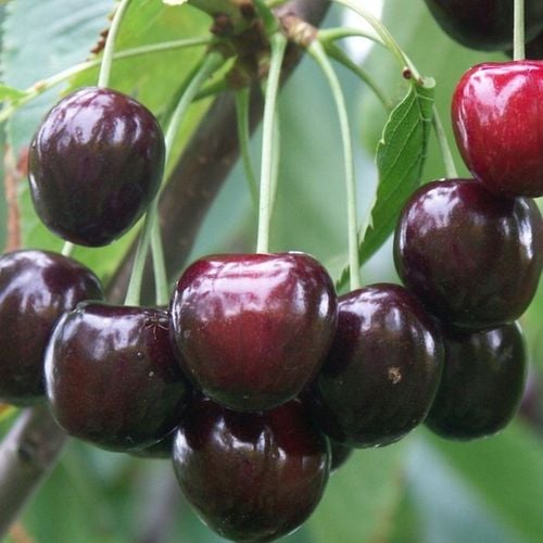 DRZEWKA OWOCOWE CZEREŚNIA TAMARA NAJWIĘKSZE SŁODKIE OWOCE SADZONKI na Arena.pl