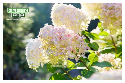 Nawóz do Hortensji Rododendronów Borówki Azalii Magnolii 5kg 100 dni na Arena.pl