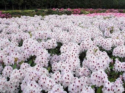 Różanecznik Calsap C3 E na Arena.pl