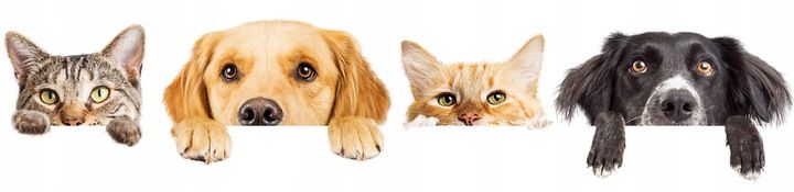 KAMERA DLA PSA KOTA DO OBSERWACJI MONITORING DOMU APLIKACJA Karta SD GRATIS zdjęcie 7