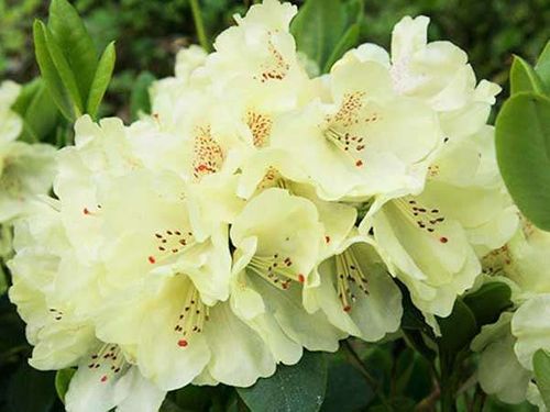 Różanecznik Goldkrone C3 E na Arena.pl