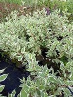 Dereń biały Elegantissima o dekoracyjnych liściach