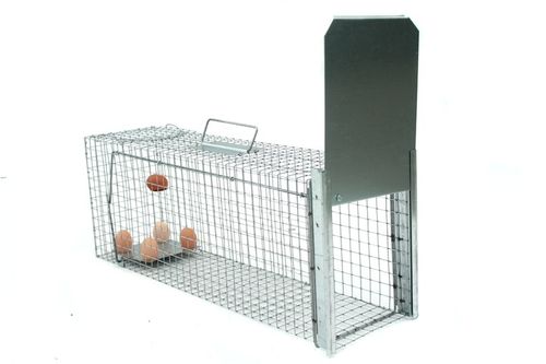 żywołapka pułapka lisy kuny wydry bobry koty na Arena.pl