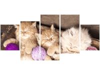 70CM 150CM OBRAZ 5 ELEM ŚPIĄCE KOTY MISCE ŚCIENNY