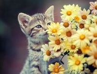 fototapety FOTOTAPETA 3d psy koty kwiaty zwierzęta