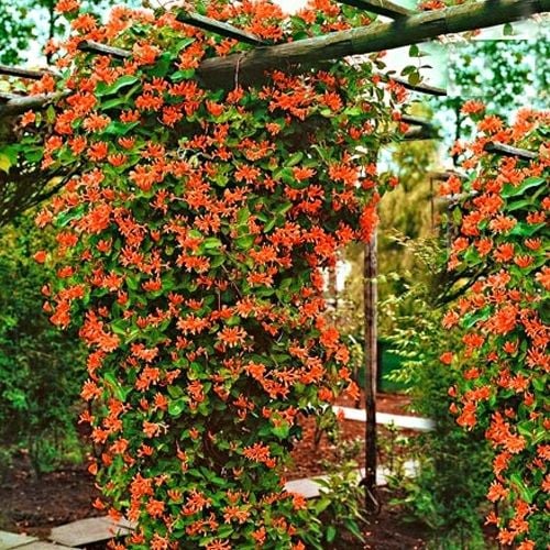 PNĄCZE NA PŁOT, ZIMOZIELONY WICIOKRZEW HENREGO - NIE ZRZUCA LIŚCI NA na Arena.pl