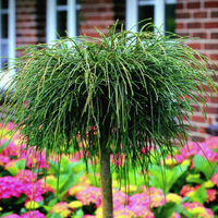 Żywotnik olbrzymi 'Whipcord' Szczepiony na Pniu (Thuja plicata)  Poj. 4.0L