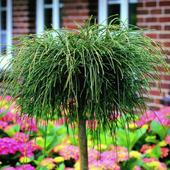 Żywotnik olbrzymi 'Whipcord' Szczepiony na Pniu (Thuja plicata)  Poj. 4.0L
