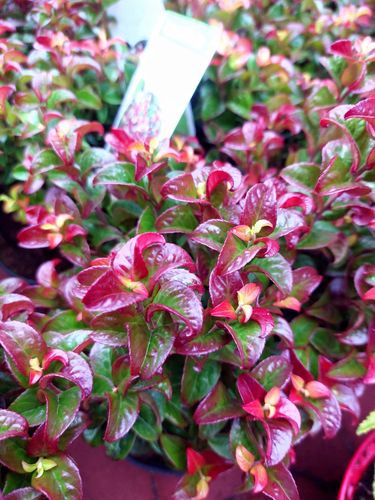 Kiścień TWISTING RED 20-40cm Wyjątkowy Krzew na Arena.pl