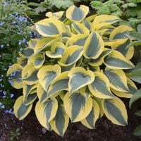 Funkia SHADOWLAND Autumn Frost Hosta Do cienia Na rabaty Sadzonki 1L
