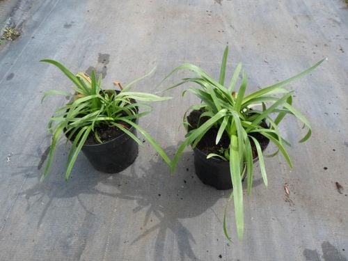Lilia Agapant Twister C2 na Arena.pl