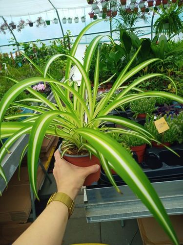Zielistek Chlorophytum comosum Variegatum Zielistka na Arena.pl