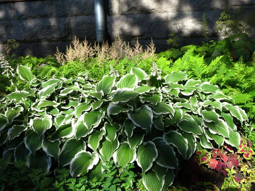 Funkia Hosta 'Crispula' Doniczka 2.0L na Arena.pl