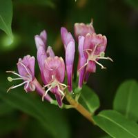 Wiciokrzew Henry'ego (Lonicera henryi) Zimozielony w doniczce 2.0L Henriego