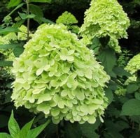 HORTENSJA BUKIETOWA Mojito - sadzonki w doniczkach