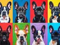 Plakat 40x30cm Buldogi Francuskie