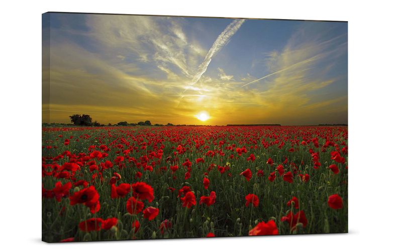 Foto obraz na płótnie "Pole czerwonych maków" 50x30 zdjęcie 1