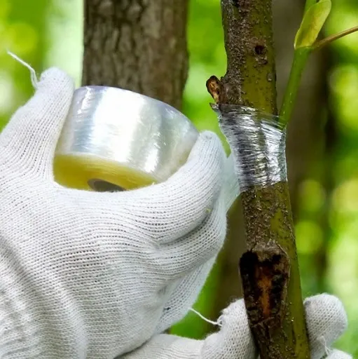 NOŻYCE SEKATOR do SZCZEPIENIA DRZEW KRZEWÓW WINOGRON OKULIZACJA + TAŚMA zdjęcie 6