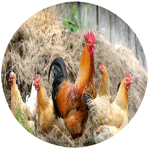 Podkładka pod myszkę Kury na Arena.pl