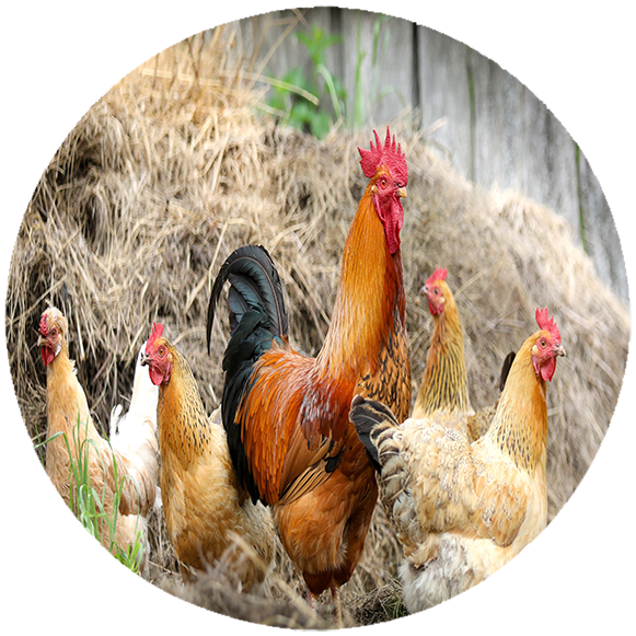 Podkładka pod myszkę Kury zdjęcie 2