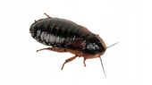 Karaczany Argentyńskie Dubia 2-3cm 100szt