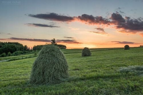 SIANO DLA GRYZONI KRÓLIKA ŚWINKI MORSKIEJ ŚWIERZE PACHNĄCE DUŻO 2kg na Arena.pl