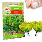 KOPER NASIONA KOPRU OGRODOWY KREZUS WCZESNY DO KISZENIA 5G