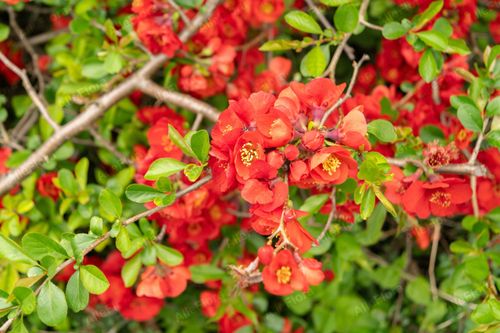 Pigwowiec pośredni 'Clementine' Pomarańczowe kwiaty (Chaenomeles superba) na Arena.pl