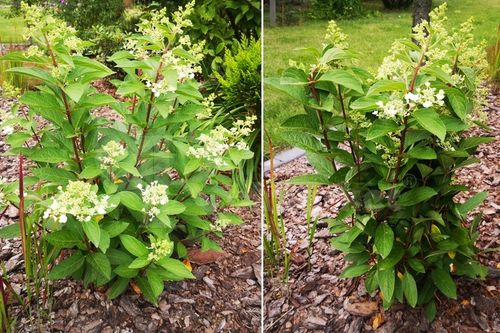 Podpora Obejma 10szt do Kwiatów Hortensji Ring Podpory Roślin Pędów Czarna na Arena.pl