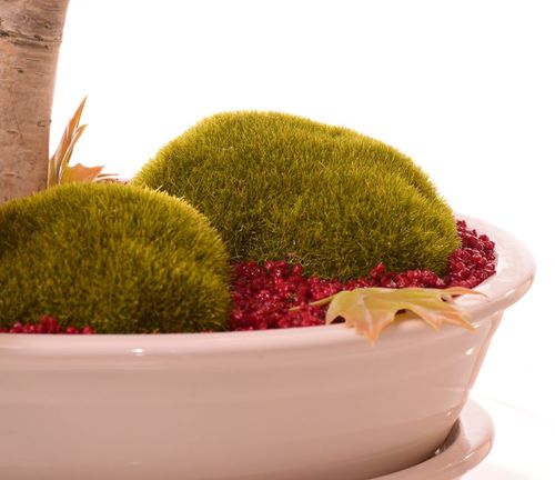 Drzewko bonsai jesienne na Arena.pl