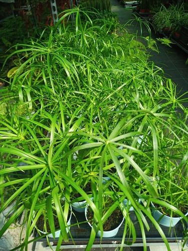 Papirus Cibora zmienna Cyperus alternifolius do Domu Ogrodu i Oczek na Arena.pl