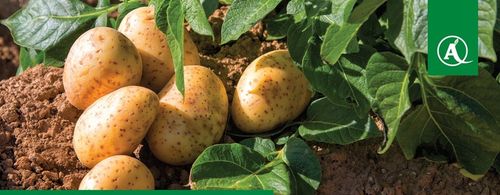 Nawóz Florovit Agro Complex NPK 12-11-18 25kg NISKA ZAWARTOŚĆ CHLORKÓW na Arena.pl