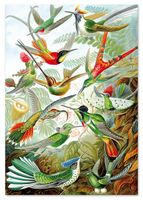 Plakat rajskie ptaki kompozycja 29,7x42 cm A3