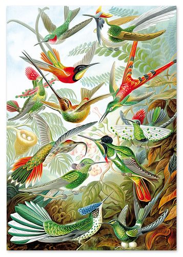 Plakat rajskie ptaki kompozycja 21x29,7 cm A4 na Arena.pl