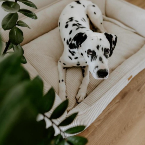 Ortopedyczne legowisko dla psa i kota MILANO BEŻOWE S – VISCO MEMORY na Arena.pl