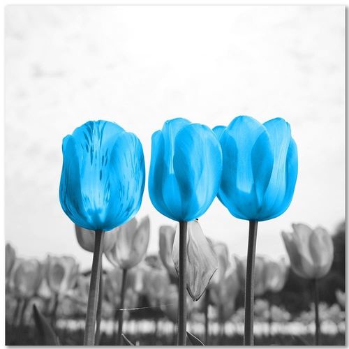 Deco Panel, Niebieskie tulipany 60x60 na Arena.pl