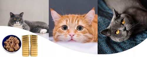 Karma Mokra dla kota Mix Smaków 34x 100g /85g Zestaw Różnych Producentów na Arena.pl