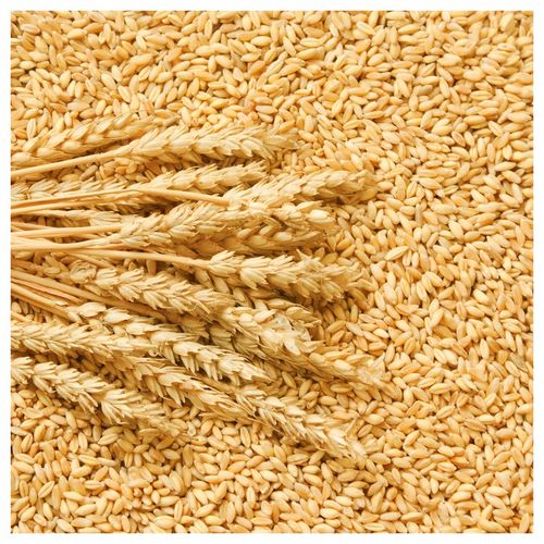 EKO Mąka Pszenna TYP 650 Chlebowa 5KG PROSTO Z MŁYNA Ekologiczna na Arena.pl