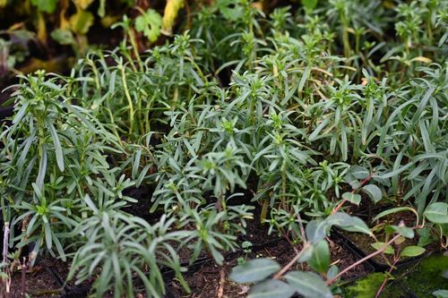 Ubiorek zawszezielony Fishbeck - Iberis sempervirens na Arena.pl