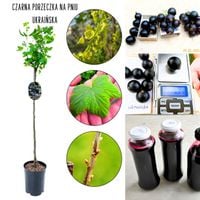 Czarna Porzeczka Ukraińska odporna NA PNIU 80-120 cm