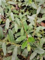 Wierzba Moorei rzadka unikatowa dla kolekcjonerów